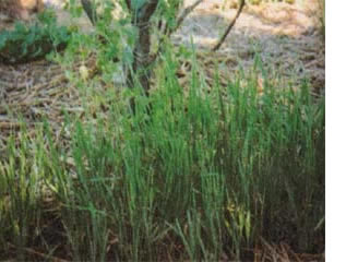 Green Manure in the Small Garden Image